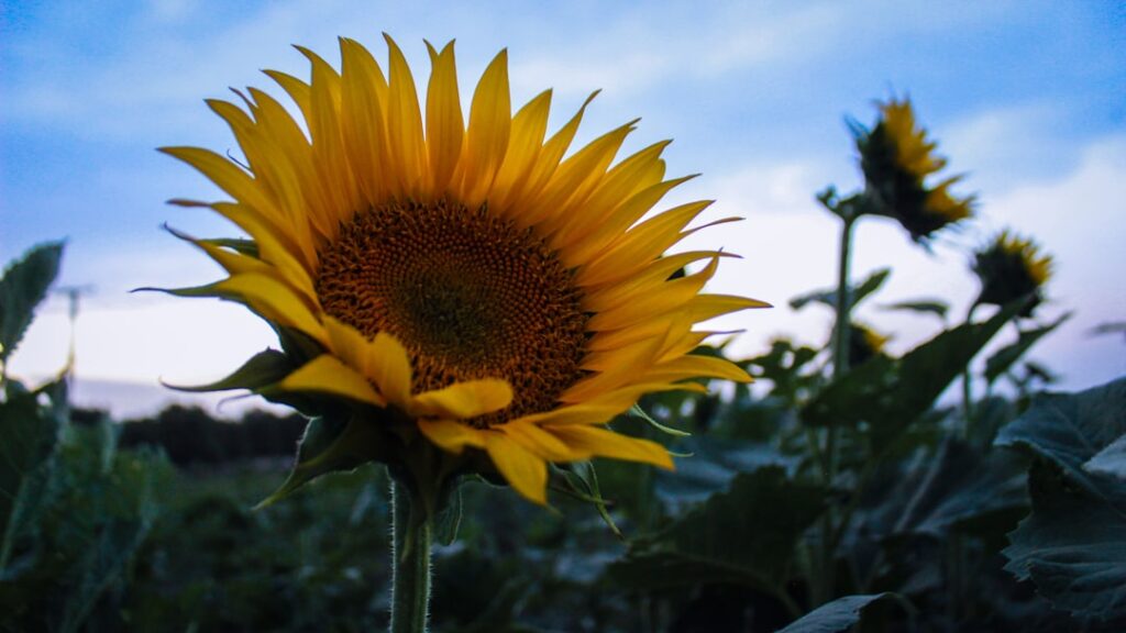 Wanneer kun je zonnebloemolie nog gebruiken als de datum voorbij is?